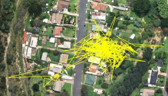 What do cats do at night while you sleep