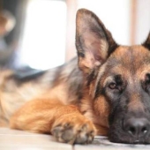 What do German Shepherds look like with dwarfism?