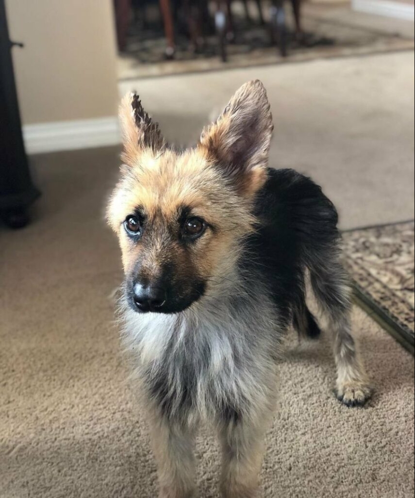 What do German Shepherds look like with dwarfism? What do German Shepherds look like with dwarfism?