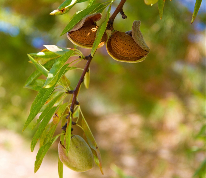 What do popular products look like before harvest What do popular products look like before harvest
