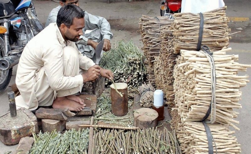 What is a miswak and can it replace our toothbrush