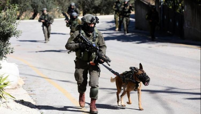 What is an "Oenothera" or How dogs serve in the Israeli army What is an "Oenothera" or How dogs serve in the Israeli army
