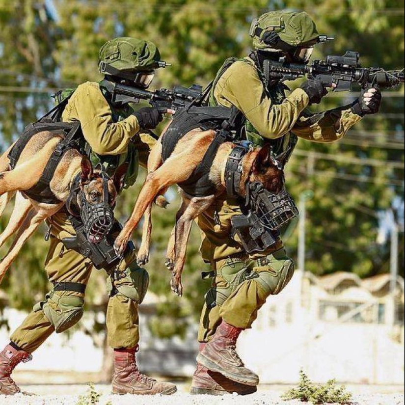 What is an "Oenothera" or How dogs serve in the Israeli army What is an "Oenothera" or How dogs serve in the Israeli army