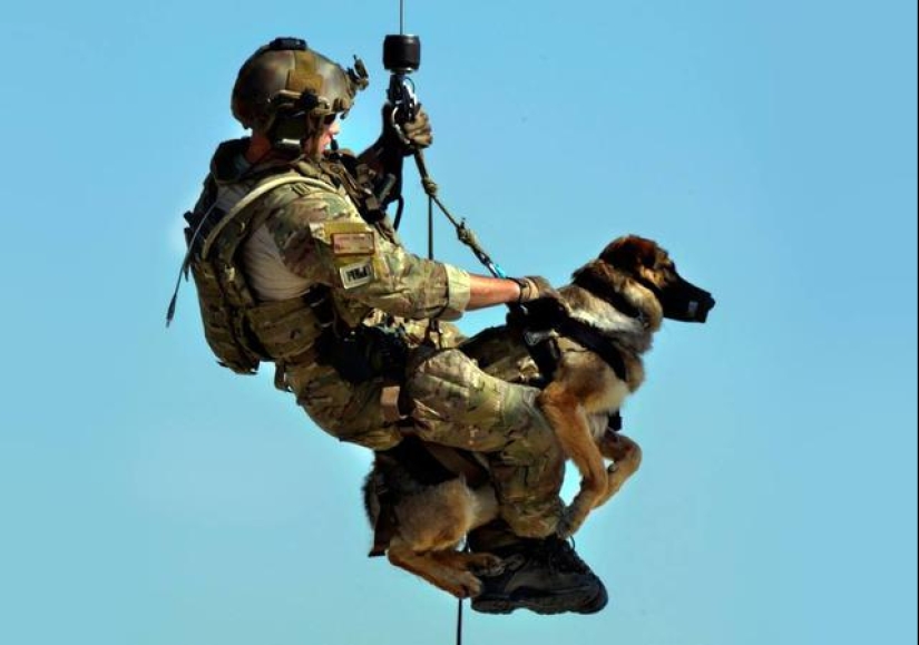 What is an "Oenothera" or How dogs serve in the Israeli army What is an "Oenothera" or How dogs serve in the Israeli army