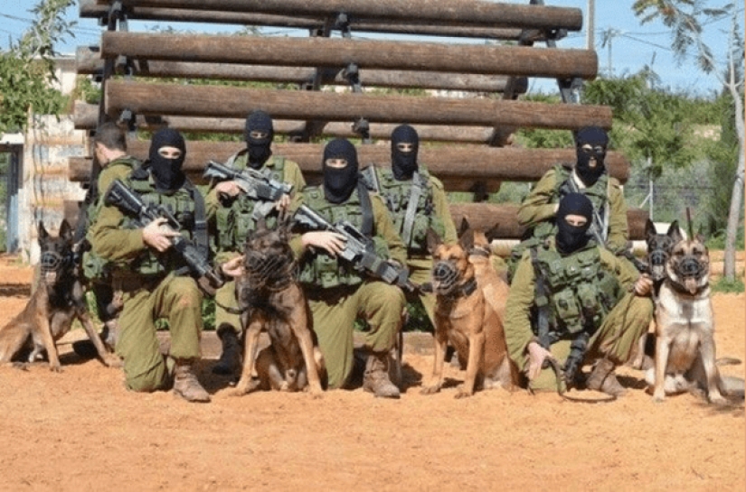 What is an "Oenothera" or How dogs serve in the Israeli army What is an "Oenothera" or How dogs serve in the Israeli army