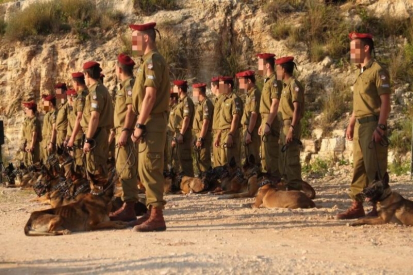 What is an "Oenothera" or How dogs serve in the Israeli army What is an "Oenothera" or How dogs serve in the Israeli army