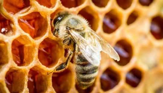 What is "drunk" honey and how is it dangerous for humans