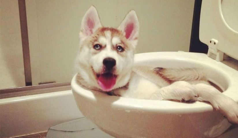 What is the dog doing when the owners are not at home What is the dog doing when the owners are not at home