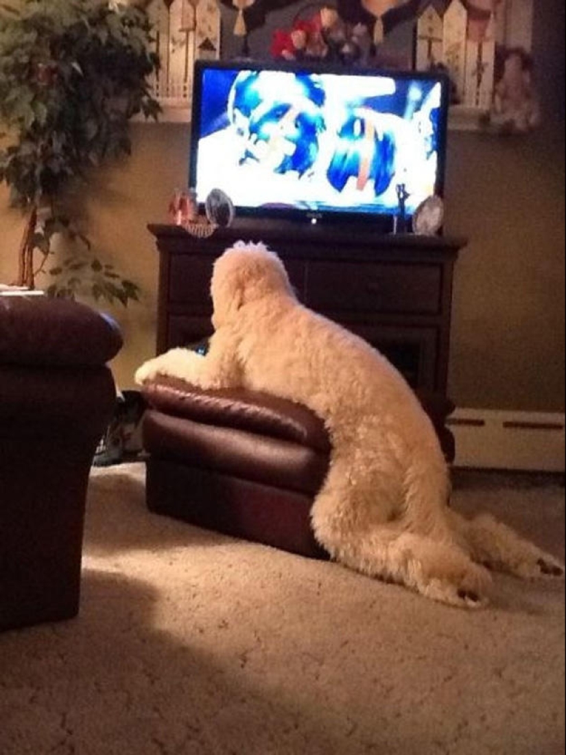 What is the dog doing when the owners are not at home What is the dog doing when the owners are not at home