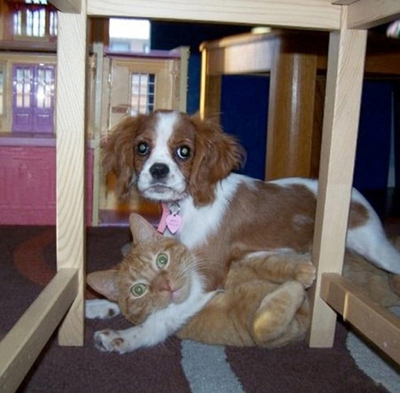 What is the dog doing when the owners are not at home What is the dog doing when the owners are not at home