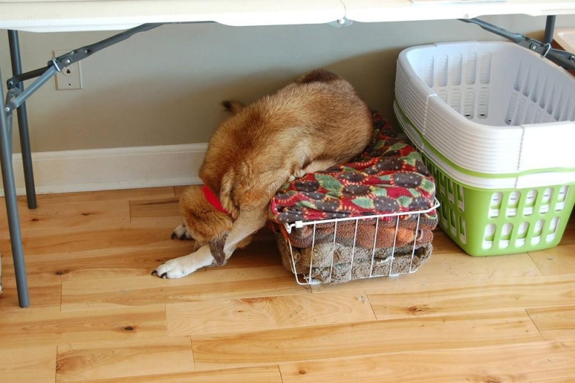 What is the dog doing when the owners are not at home What is the dog doing when the owners are not at home