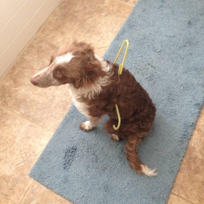 What is the dog doing when the owners are not at home What is the dog doing when the owners are not at home