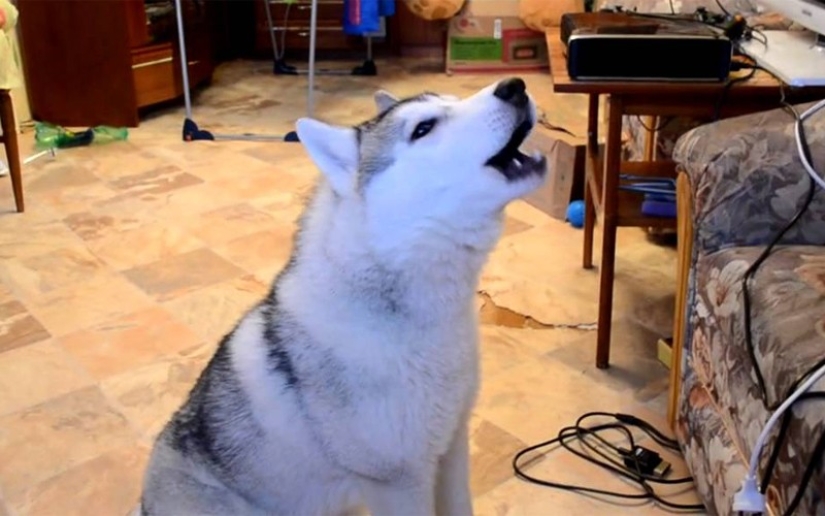 What is the dog talking to you about