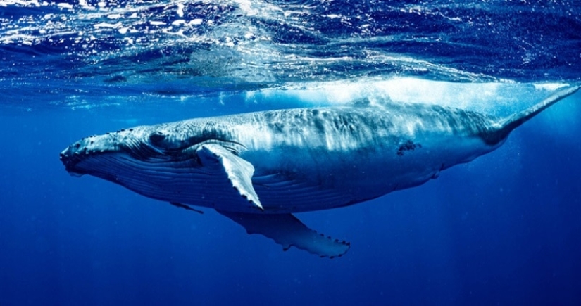 What is the size of a blue whale's heart? Destroying an established myth What is the size of a blue whale's heart? Destroying an established myth