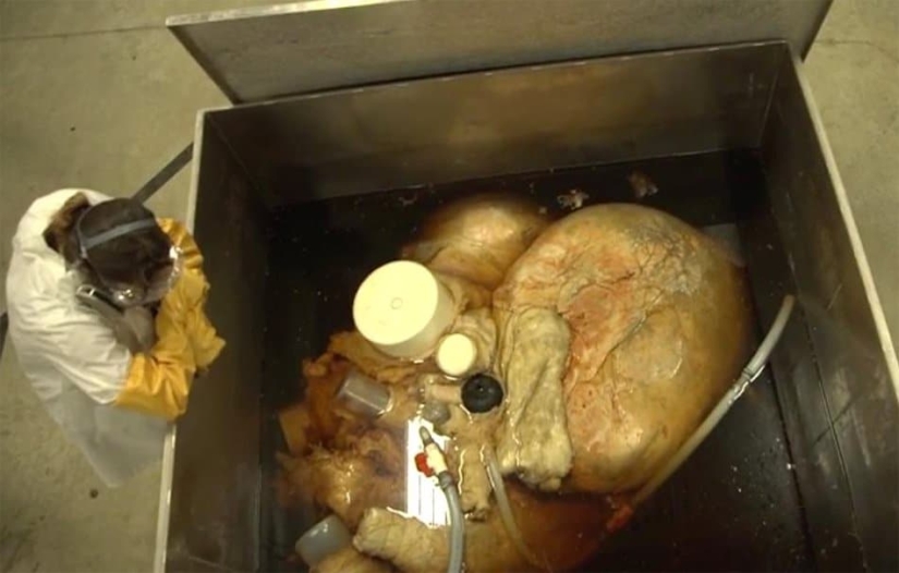 What is the size of a blue whale's heart? Destroying an established myth What is the size of a blue whale's heart? Destroying an established myth