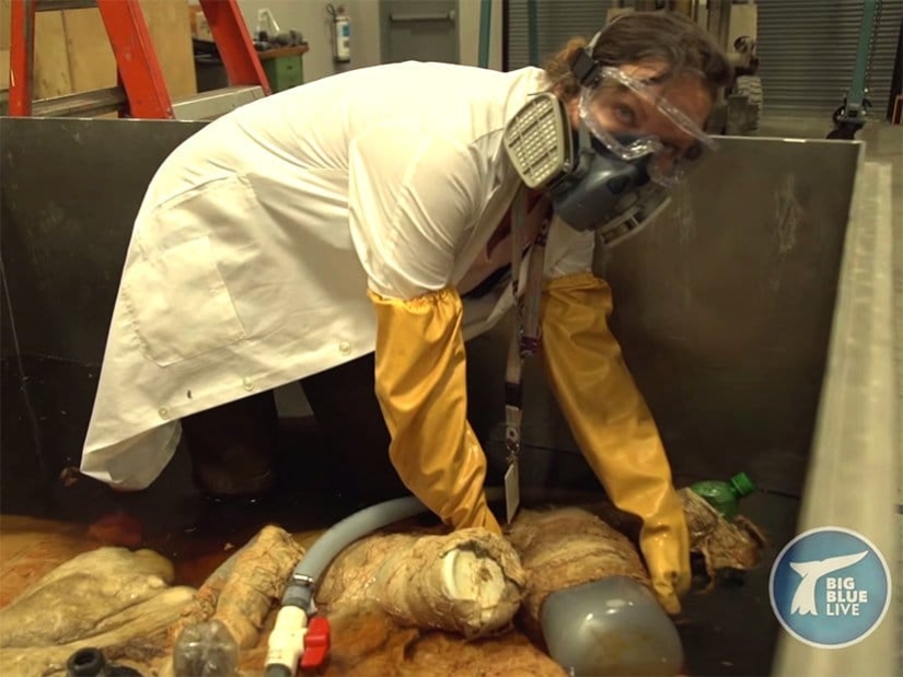 What is the size of a blue whale's heart? Destroying an established myth What is the size of a blue whale's heart? Destroying an established myth