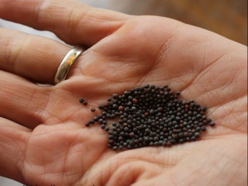 What Russia was engaged in levelwise and why this profession was very honorable What Russia was engaged in levelwise and why this profession was very honorable