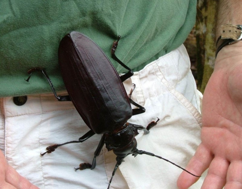 What the Titan woodcutter, the world's largest beetle, looks like