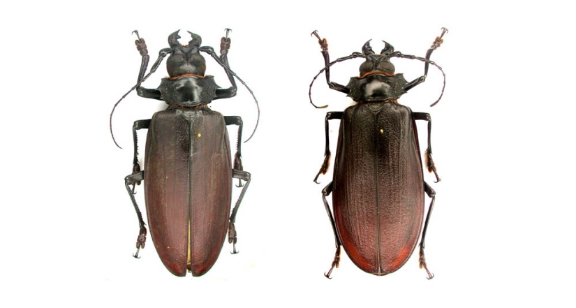 What the Titan woodcutter, the world's largest beetle, looks like