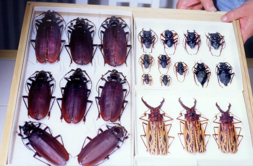 What the Titan woodcutter, the world's largest beetle, looks like