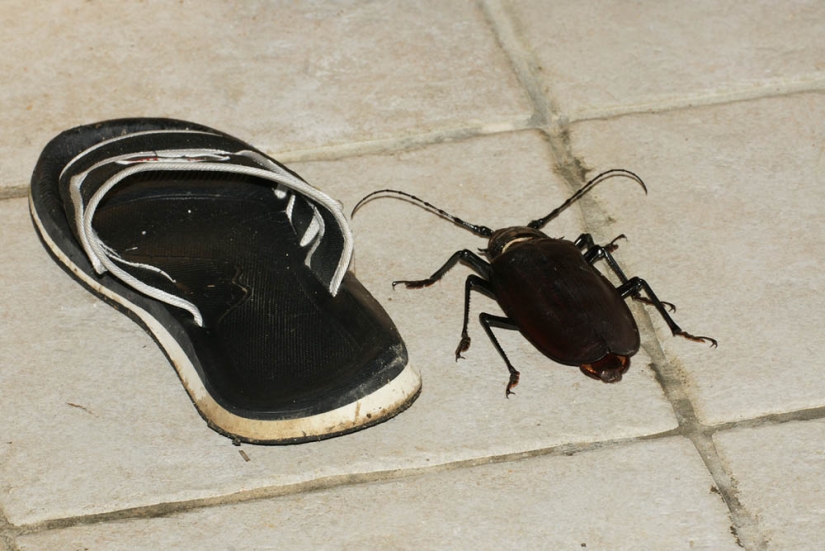 What the Titan woodcutter, the world's largest beetle, looks like