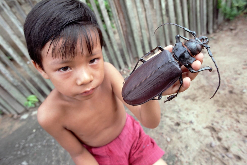 What the Titan woodcutter, the world's largest beetle, looks like