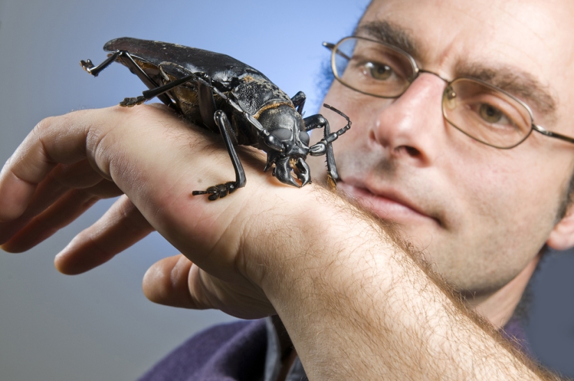 What the Titan woodcutter, the world's largest beetle, looks like