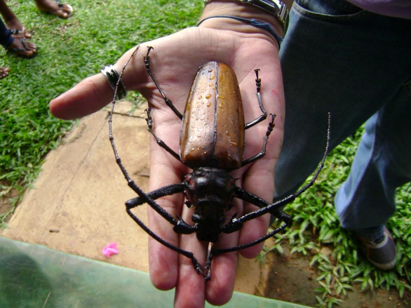 What the Titan woodcutter, the world's largest beetle, looks like