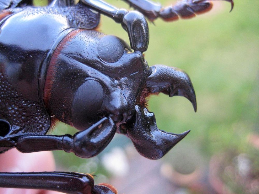 What the Titan woodcutter, the world's largest beetle, looks like