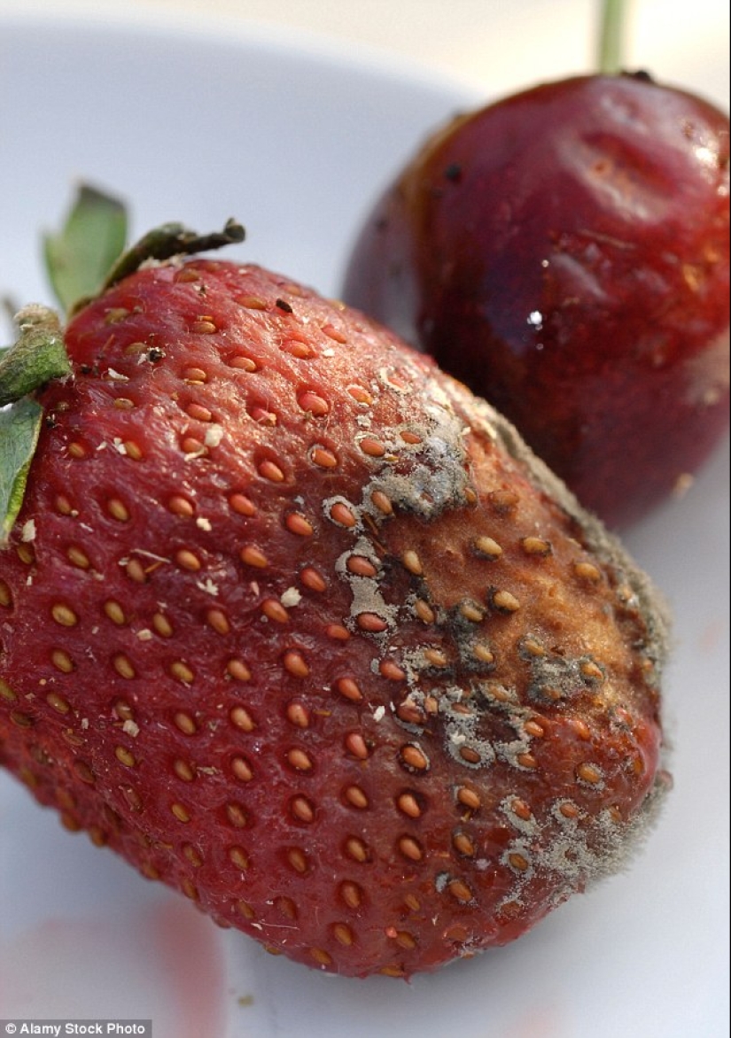 What we eat: a British woman has kept sweets for 20 years, and they at least have henna