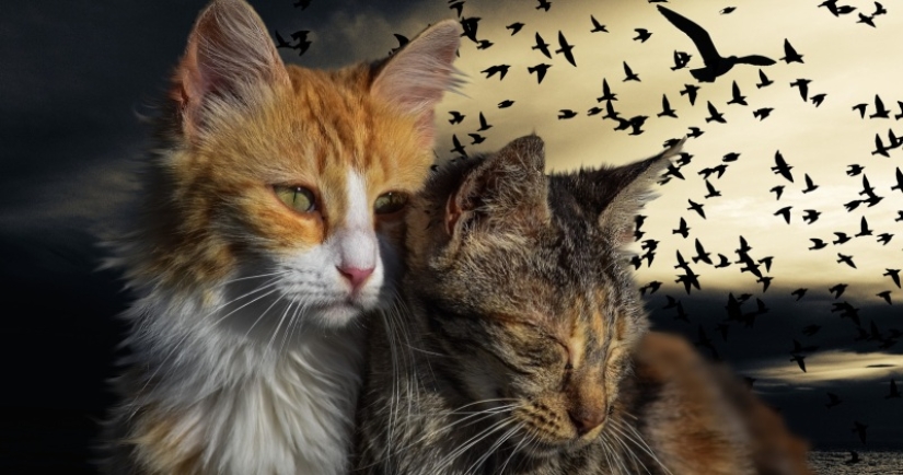 What will happen to our world if suddenly disappear all cats