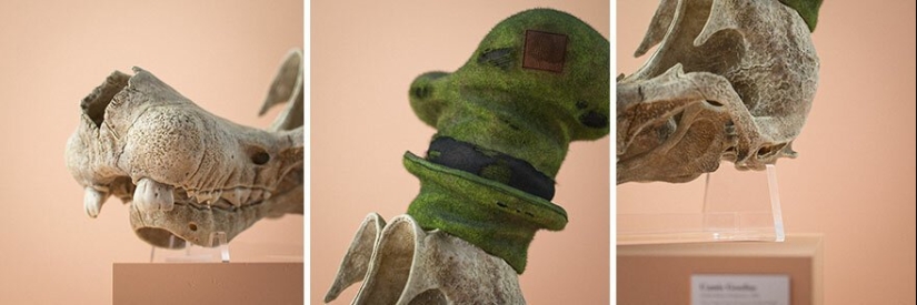 What would the skulls cartoon characters? What would the skulls cartoon characters?