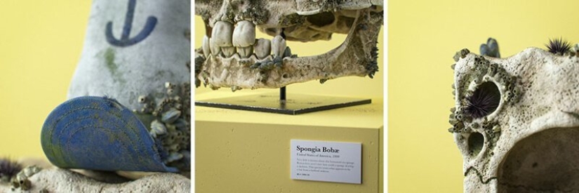 What would the skulls cartoon characters? What would the skulls cartoon characters?