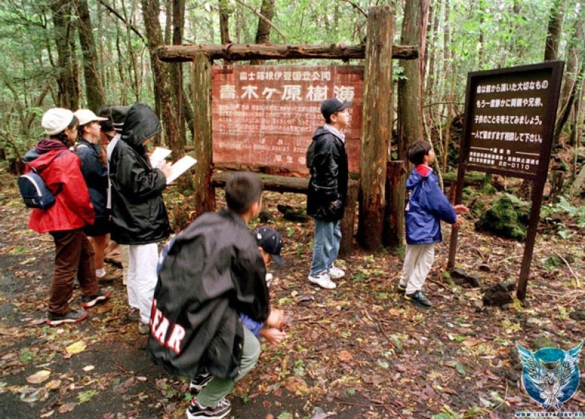 What's Hiding Behind Aokigahara: The Suicide Forest in the Heart of Japan