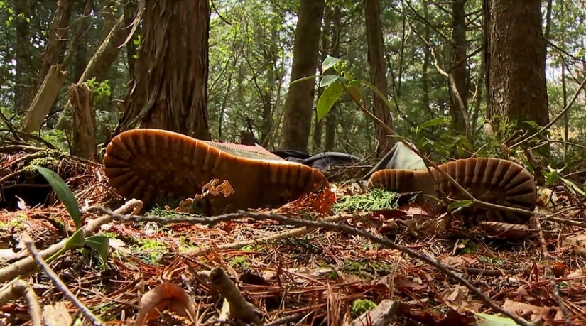 What's Hiding Behind Aokigahara: The Suicide Forest in the Heart of Japan