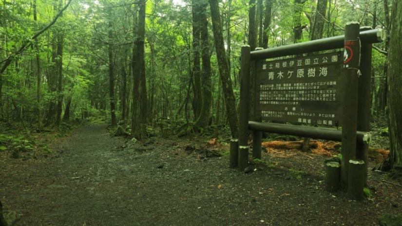 What's Hiding Behind Aokigahara: The Suicide Forest in the Heart of Japan