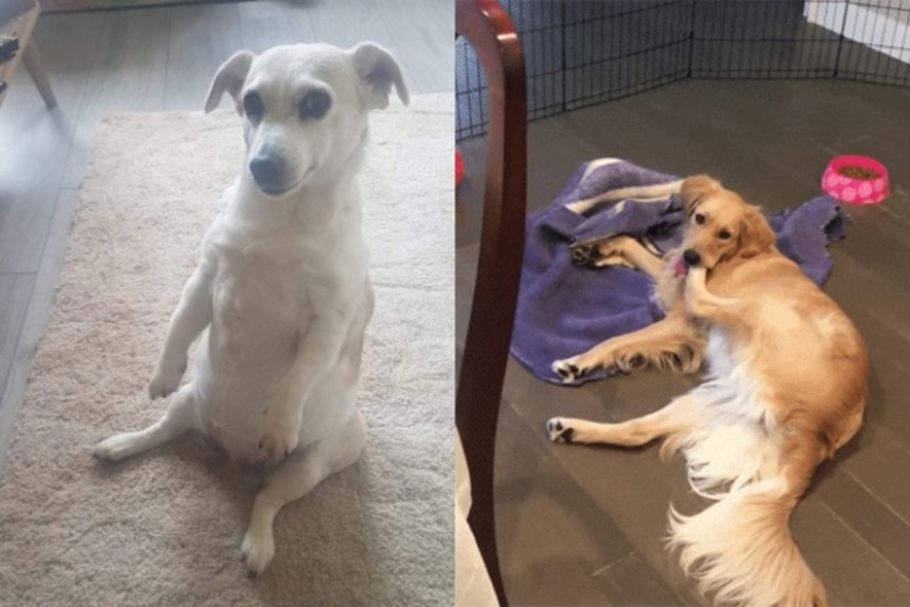 When your pet is a little bit strange: 15 of photos and gifs that accurately you laugh When your pet is a little bit strange: 15 of photos and gifs that accurately you laugh