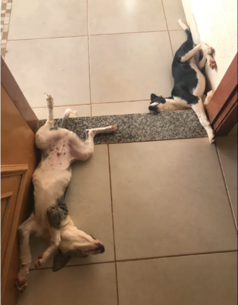 When your pet is a little bit strange: 15 of photos and gifs that accurately you laugh When your pet is a little bit strange: 15 of photos and gifs that accurately you laugh