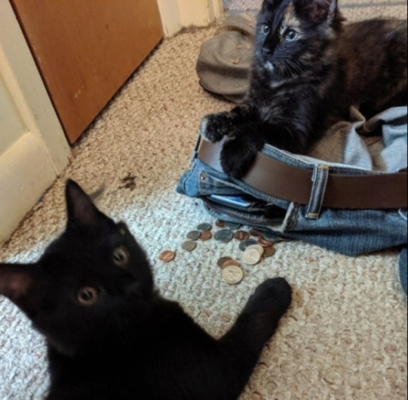 When your pet is a little bit strange: 15 of photos and gifs that accurately you laugh When your pet is a little bit strange: 15 of photos and gifs that accurately you laugh