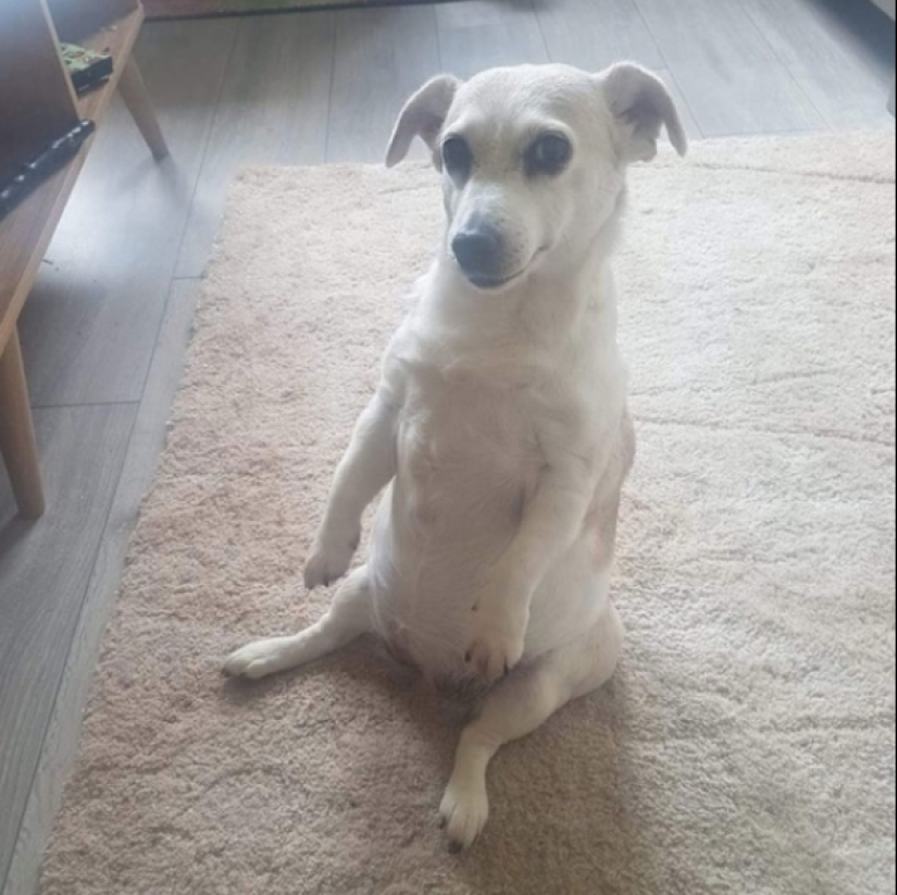 When your pet is a little bit strange: 15 of photos and gifs that accurately you laugh When your pet is a little bit strange: 15 of photos and gifs that accurately you laugh