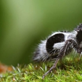 White and fluffy, "killer cows": the ants are-impostors with which to be reckoned