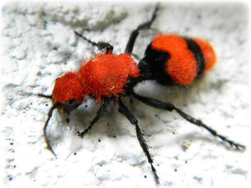 White and fluffy, "killer cows": the ants are-impostors with which to be reckoned White and fluffy, "killer cows": the ants are-impostors with which to be reckoned