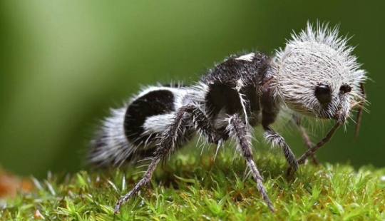 White and fluffy, "killer cows": the ants are-impostors with which to be reckoned