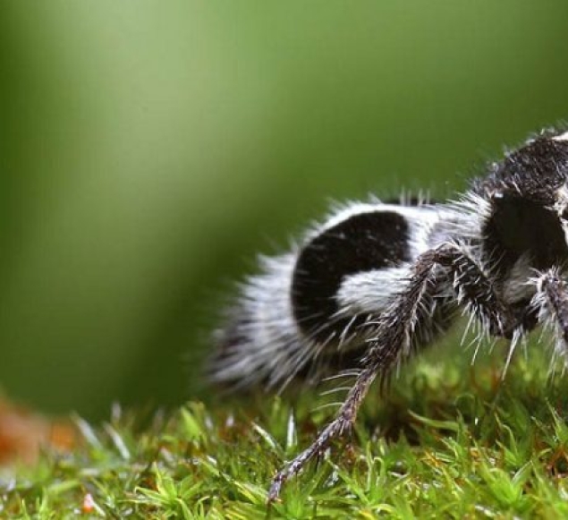 White and fluffy, "killer cows": the ants are-impostors with which to be reckoned