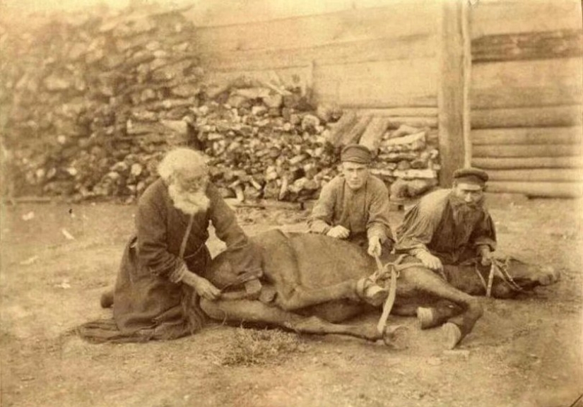 Who are farriers and why did their profession disappear? Who are farriers and why did their profession disappear?