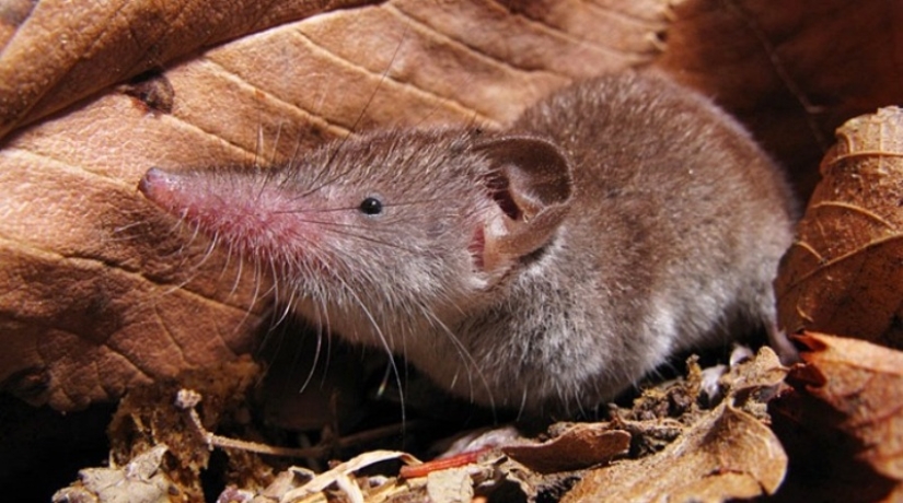 Who is Chuchundra, or How Kipling's Translators Made a Mistake