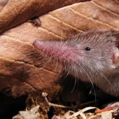 Who is Chuchundra, or How Kipling&#39;s Translators Made a Mistake