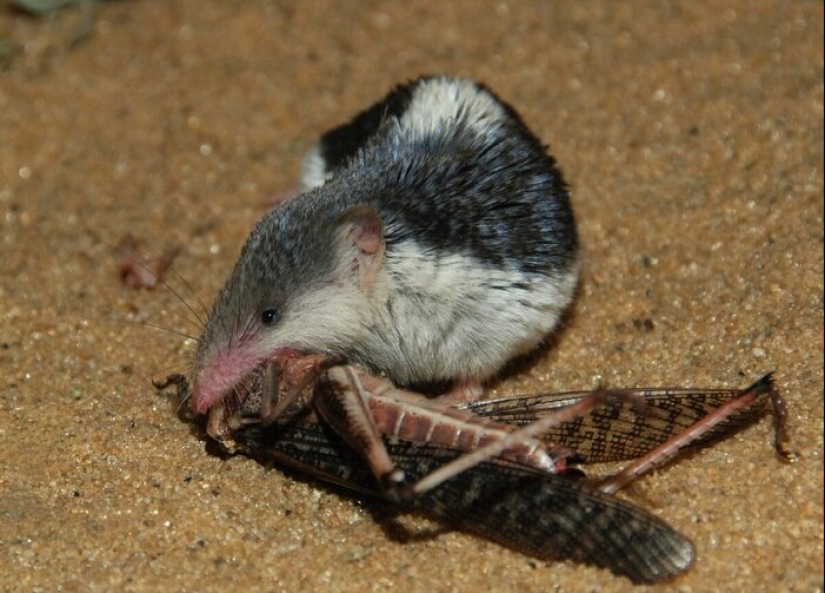 Who is Chuchundra, or How Kipling's Translators Made a Mistake