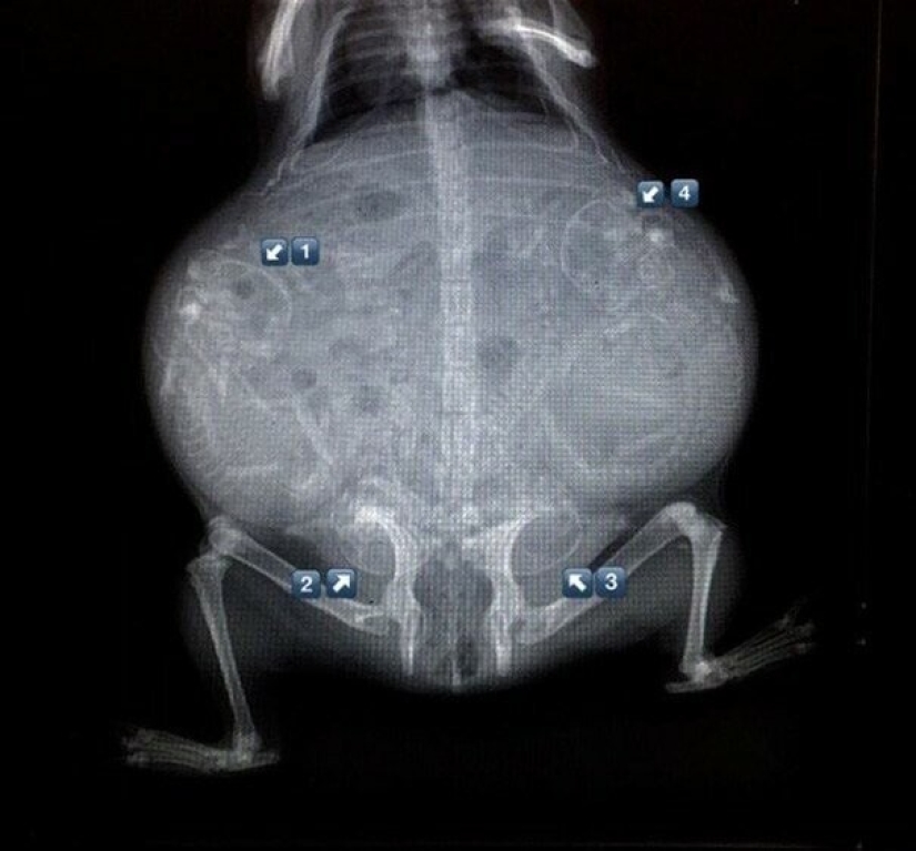 Who lives in the little house: X-rays of pregnant animals
