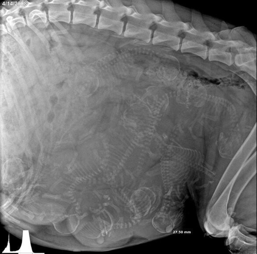 Who lives in the little house: X-rays of pregnant animals